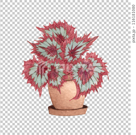 Begonia Raspberry Tarte. Watercolor potted plant. Houseplant illustration isolated on white. Begonia Raspberry Tarte. Watercolor potted plant. Houseplant illustration isolated on white. 116181080