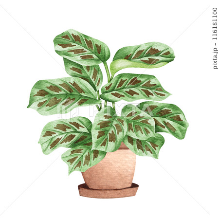 Prayer Plant. Watercolor potted plant. Houseplant illustration isolated on white. 116181100