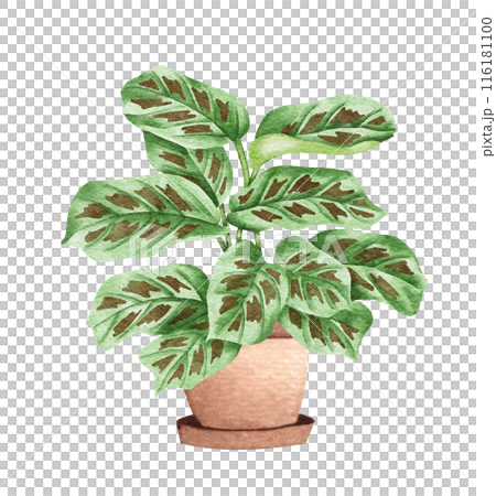 Prayer Plant. Watercolor potted plant. Houseplant illustration isolated on white. 116181100
