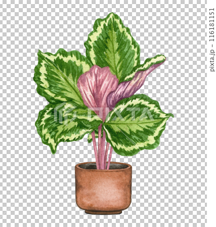 Calathea. Watercolor potted plant. Houseplant illustration isolated on white. 116181151