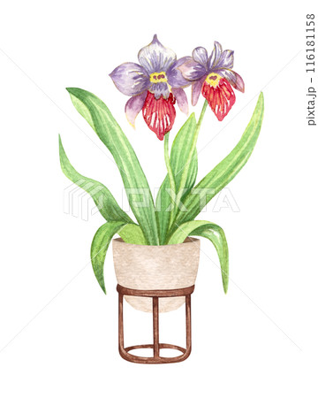 Cattleya orchid. Watercolor potted plant. Houseplant illustration isolated on white. 116181158