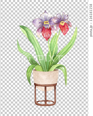 Cattleya orchid. Watercolor potted plant. Houseplant illustration isolated on white. 116181158