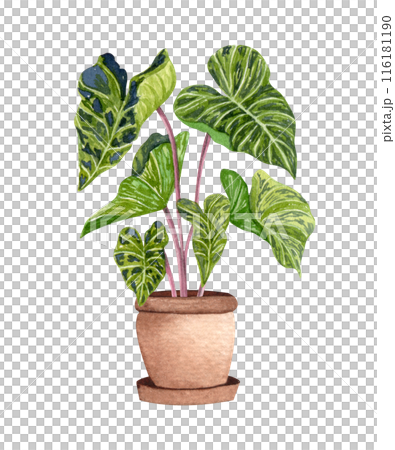 Aolocasia mojito. Watercolor potted plant. Houseplant illustration isolated on white. 116181190