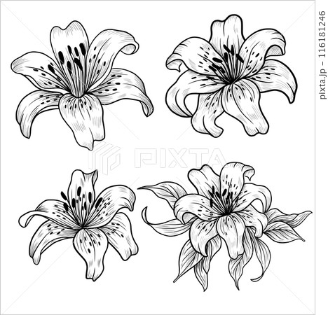 Lily flower outlines. Monochrome black and white bouquet lily isolated on white background. Hand drawn design greeting card and invitation of the wedding, birthday 116181246