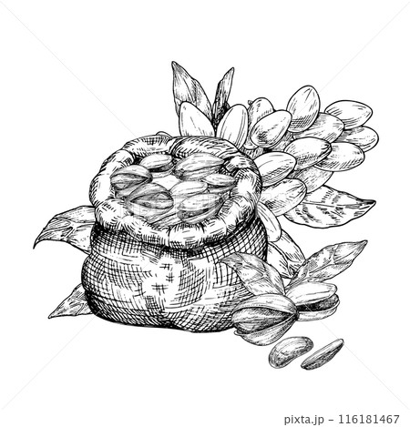 Pistachio nut in canvas bag and pistachio tree fruit graphic vector illustration set. Botanical drawing sketch stylized. Isolated. Hand drawn, suitable for food packaging design Pistachio nut in canvas bag and pistachio tree fruit graphic vector illustration set. Botanical drawing sketch stylized. Isolated. Hand drawn, suitable for food packaging design 116181467