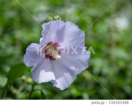 淡い紫のムクゲ 116181488