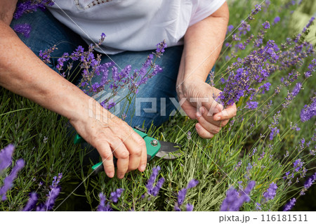 Women's hands cut lavender Women's hands cut lavender 116181511