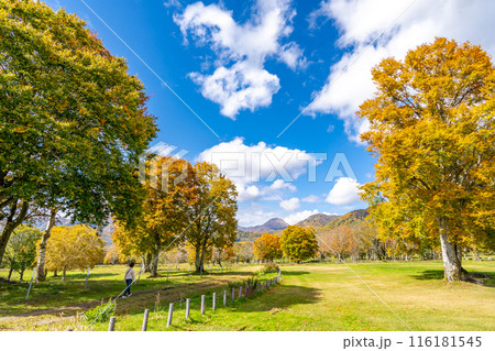 笹ヶ峰高原　妙高の山並みに囲まれた爽やかな高原　笹ヶ峰牧場　妙高山麓県民の森　新潟焼山 116181545