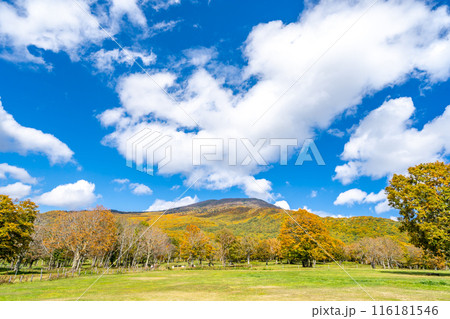 笹ヶ峰高原　妙高の山並みに囲まれた爽やかな高原　笹ヶ峰牧場　妙高山麓県民の森 116181546