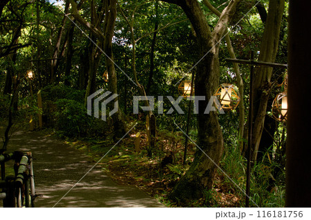 薄陽が差し込む森と竹のランタンの風景 【八幡山城址】 薄陽が差し込む森と竹のランタンの風景 【八幡山城址】 116181756