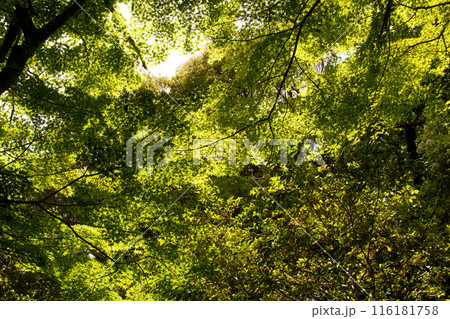 うっそうと茂る青もみじの森と木漏れ日　【八幡山城址】 116181758