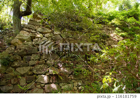 往時を偲ぶお城の石垣 【八幡山城址】 往時を偲ぶお城の石垣 【八幡山城址】 116181759