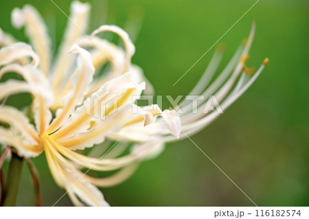 白い彼岸花 白い彼岸花 116182574