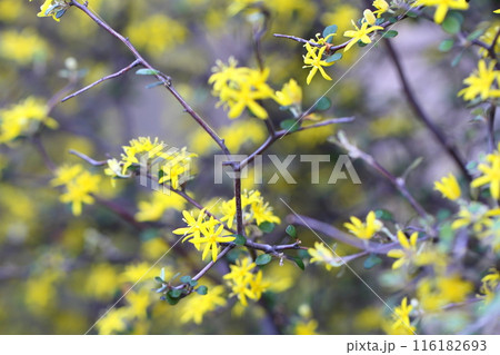 コロキアの花 コロキアの花 116182693