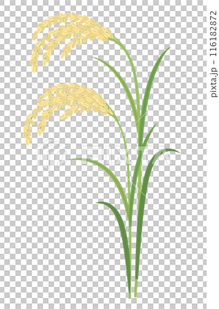 Illustration of ears of rice, image of rice Illustration of ears of rice, image of rice 116182872