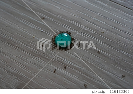 アリ あり 蟻 116183363