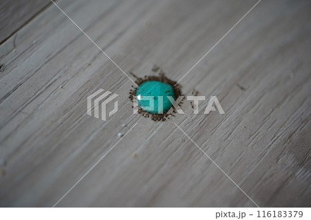 アリ あり 蟻 116183379