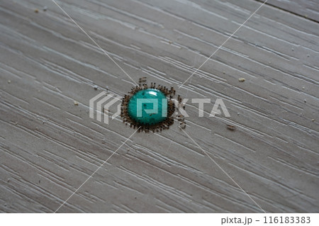 アリ あり 蟻 116183383