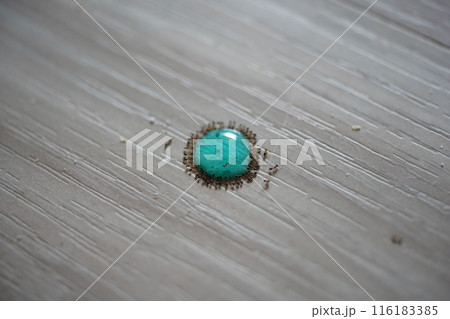 アリ あり 蟻 116183385