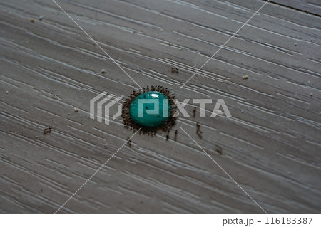 アリ あり 蟻 116183387