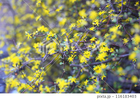 コロキアの花 116183403