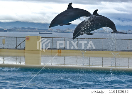 イルカ　福岡　水族館 116183683