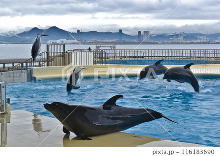 イルカ 福岡 水族館 イルカ 福岡 水族館 116183690