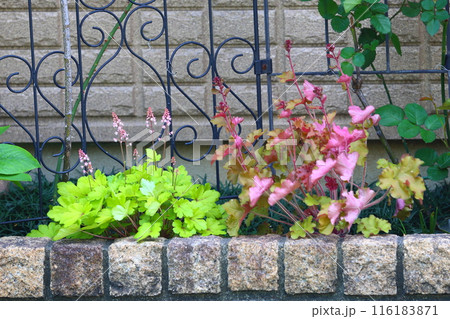 ヒューケラの花 116183871