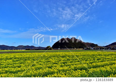 菜の花 岡山 笠岡ベイファーム 菜の花 岡山 笠岡ベイファーム 116183889