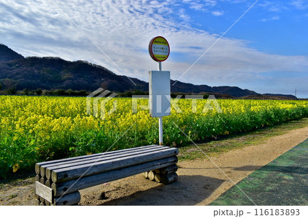 菜の花　岡山　笠岡ベイファーム 116183893