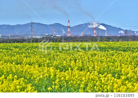 菜の花 岡山 笠岡ベイファーム 菜の花 岡山 笠岡ベイファーム 116183895