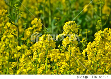 菜の花　岡山　笠岡ベイファーム 116183897