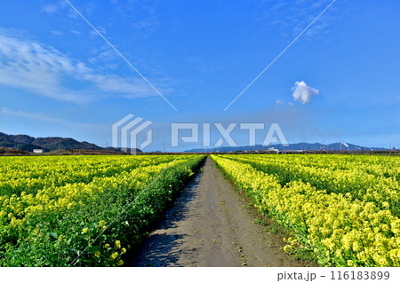 菜の花　岡山　笠岡ベイファーム 116183899