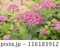 紫陽花 ピンクアナベル 116183912