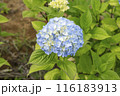 紫陽花 ユキアジサイ 116183913