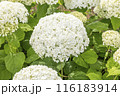 紫陽花 インクレディボール 116183914