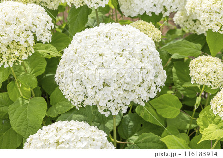 紫陽花 インクレディボール 116183914