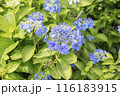 紫陽花 アオハナビ 116183915