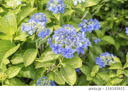 紫陽花 アオハナビ 紫陽花 アオハナビ 116183915
