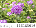 紫陽花 ヤヨイ 116183916