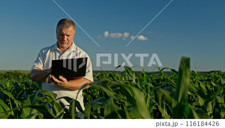 Farmer using a laptop, standing amid tall green corn in the distance Farmer using a laptop, standing amid tall green corn in the distance 116184426