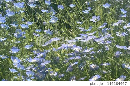 ネモフィラ 116184467