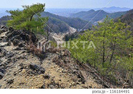足利市の足利城跡両崖山への途中岩場から見下ろす梅咲く西渓園 116184491