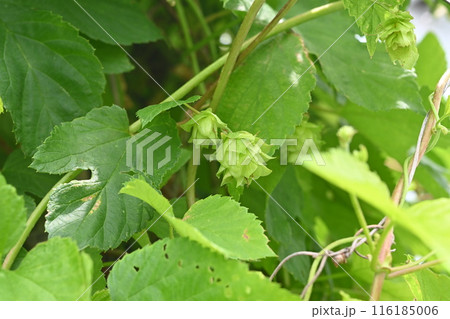 ホップの雌花・ビールの苦みや香りの原料 116185006