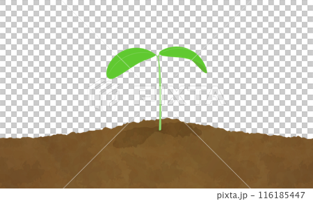 土壤中生長的雙葉插圖 116185447