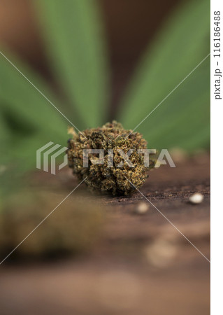 Marijuana cannabis and weed, cbd Marijuana cannabis and weed, cbd 116186488
