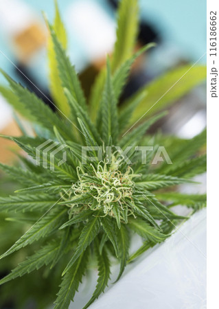 Hemp oil and marijuana leaves on extract cbd Hemp oil and marijuana leaves on extract cbd 116186662