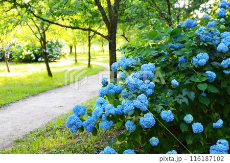散策路に咲く青い花 初夏のあじさい 散策路に咲く青い花 初夏のあじさい 116187102