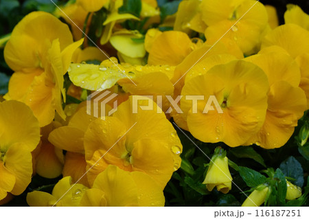 春の花壇に咲く色とりどりのパンジーの花 春の花壇に咲く色とりどりのパンジーの花 116187251