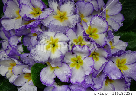 春の花壇に咲く色とりどりのパンジーの花 春の花壇に咲く色とりどりのパンジーの花 116187258